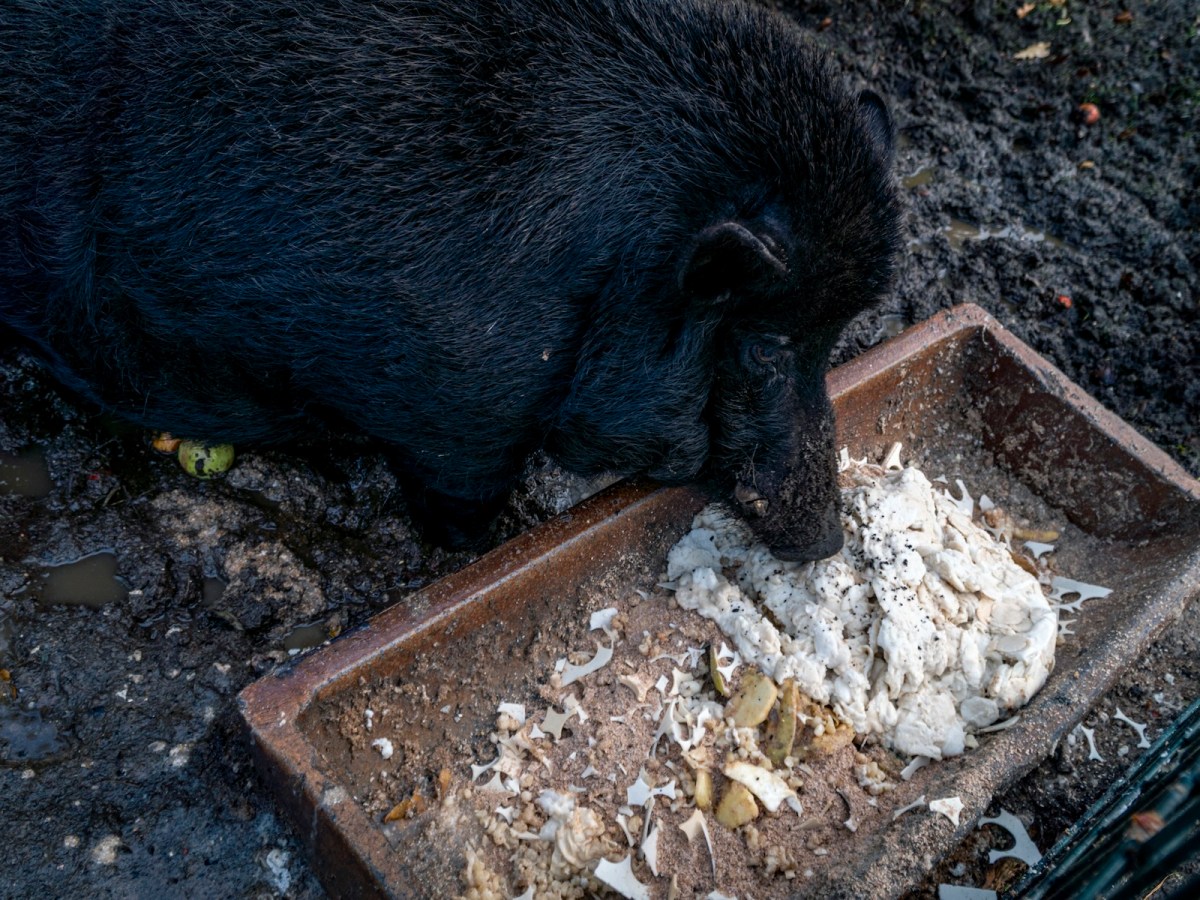 Schweine & Oblaten