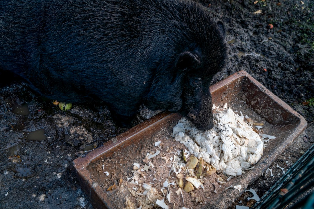 Schweine & Oblaten